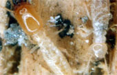 UI - Actus - 11/2/2002 - Termites : n'en a-t-on pas trop fait ?
